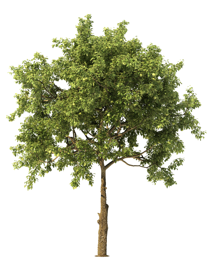 Tree — Springfield, OR — A-1 Ron's Stump & Tree Removal Tree — Springfield, OR — A-1 Ron's Stump & Tree Removal