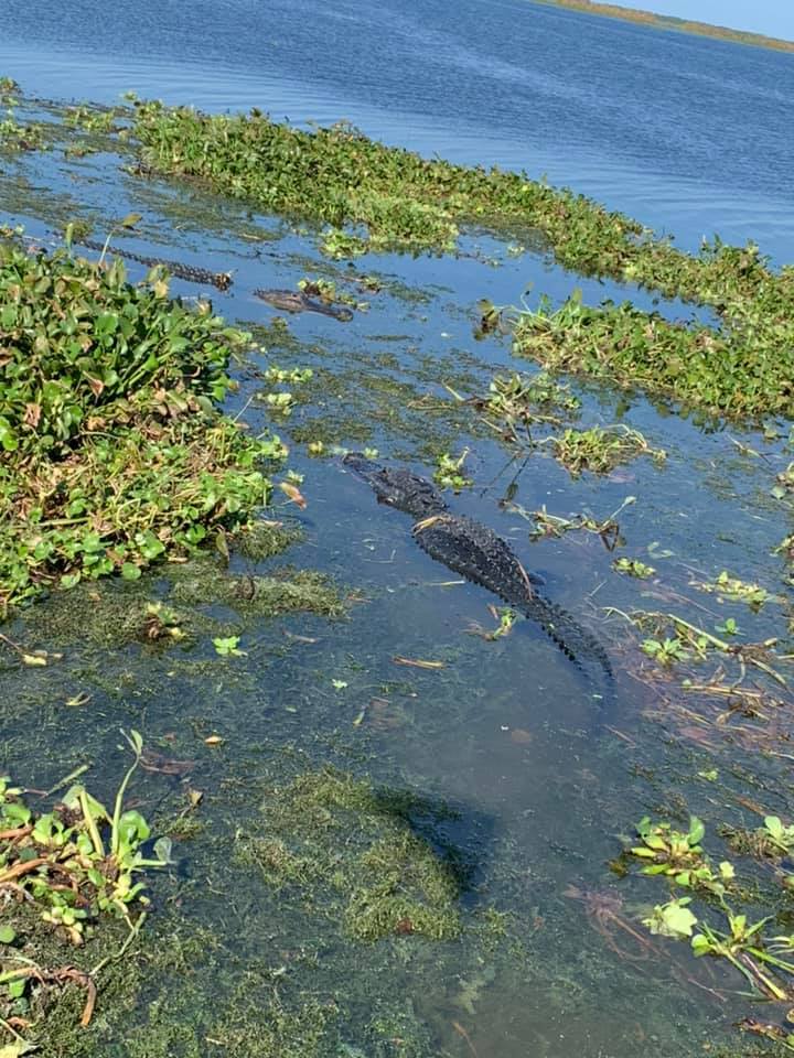 Alligator swims on the river