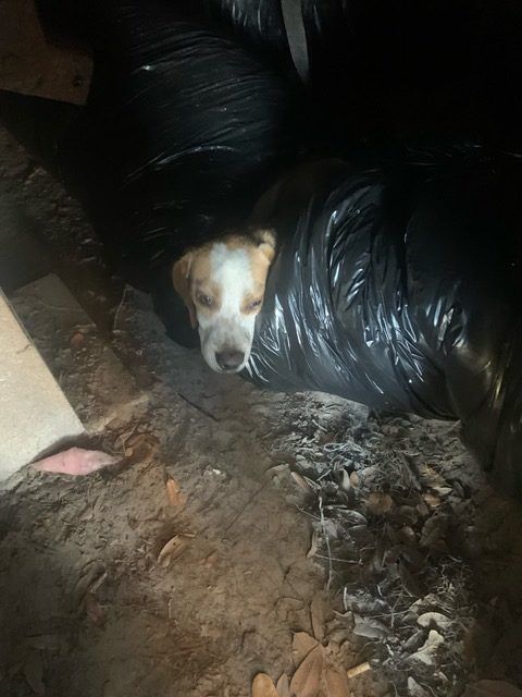 Dog inside a dark plastic bag