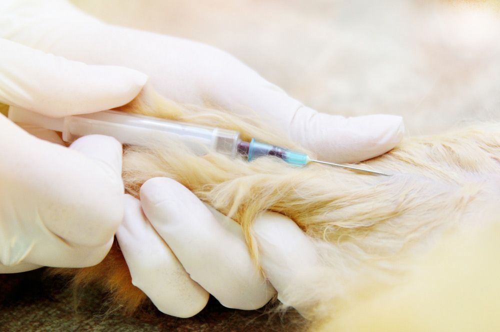 A Person is Holding a Syringe Over a Dog's Paw — Palms Vets–Hermit Park in Hermit Park, QLD