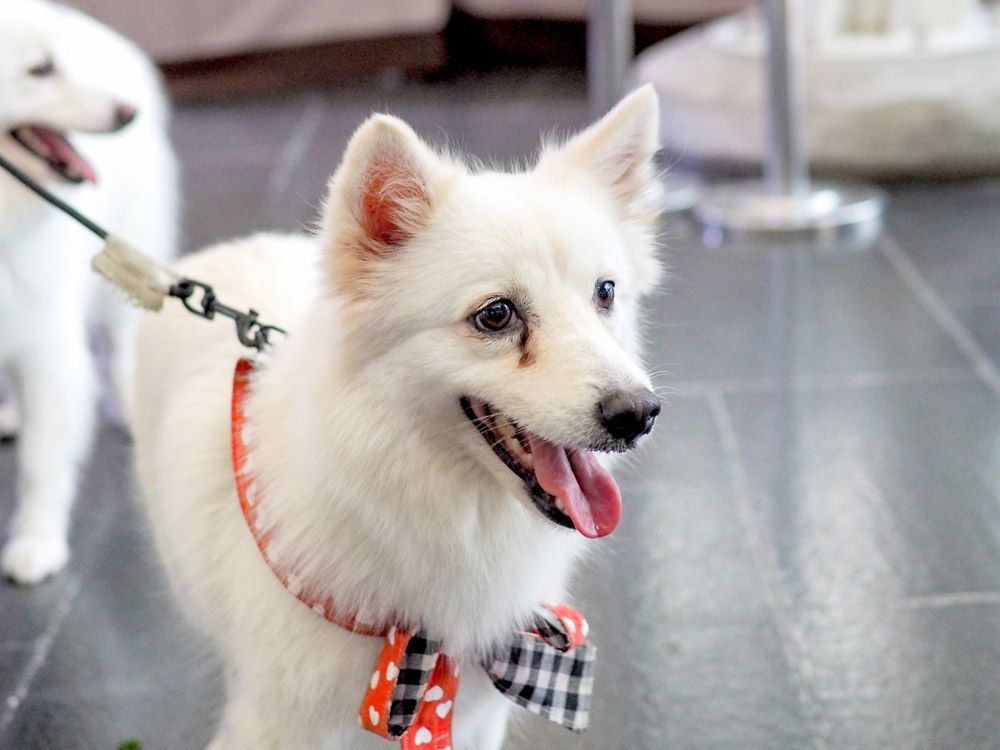 A White Dog is Wearing a Bow Tie and a Leash — Palms Vets–Hermit Park in Hermit Park, QLD