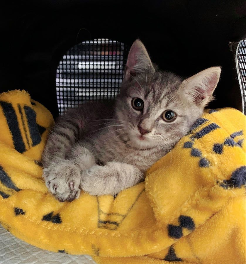 A Kitten is Laying on a Yellow Blanket With the Letter B on It — Palms Vets–Hermit Park in Hermit Park, QLD