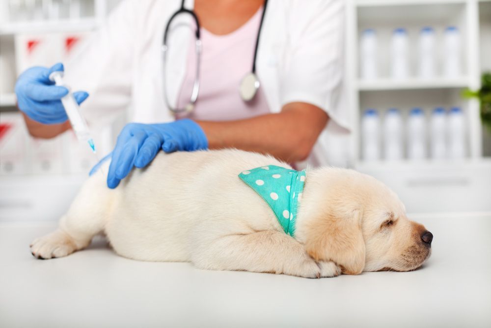 A Puppy is Laying on a Table While a Veterinarian Gives It an Injection — Palms Vets–Hermit Park in Hermit Park, QLD