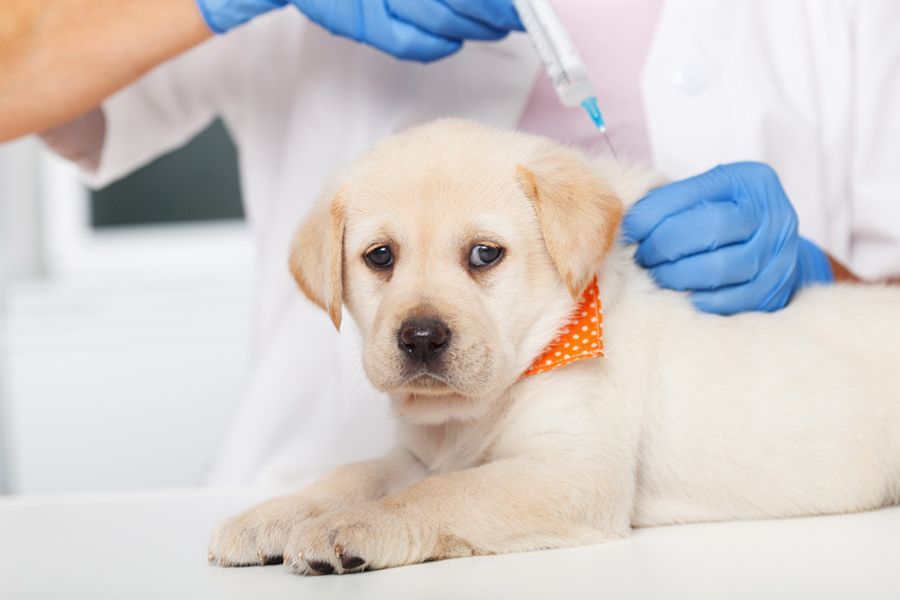 A Puppy is Getting an Injection From a Veterinarian — Palms Vets–Hermit Park in Hermit Park, QLD