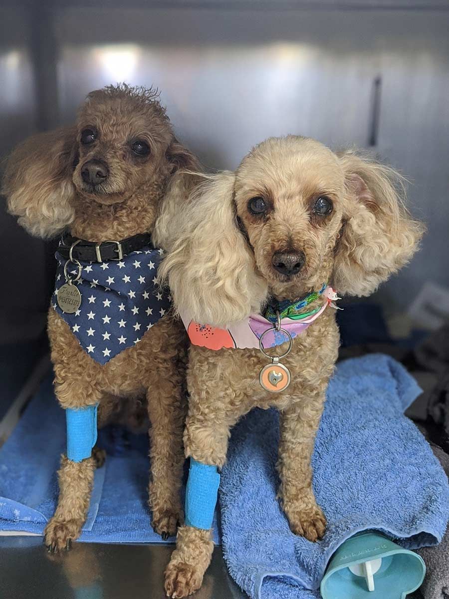 Two Small Brown Dogs Are Standing Next to Each Other on a Blue Towel — Palms Vets–Hermit Park in Hermit Park, QLD