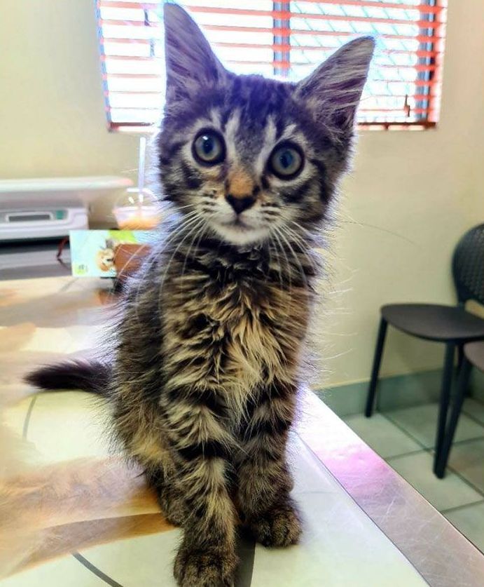 A Kitten is Sitting on a Table and Looking at the Camera — Palms Vets–Hermit Park in Hermit Park, QLD