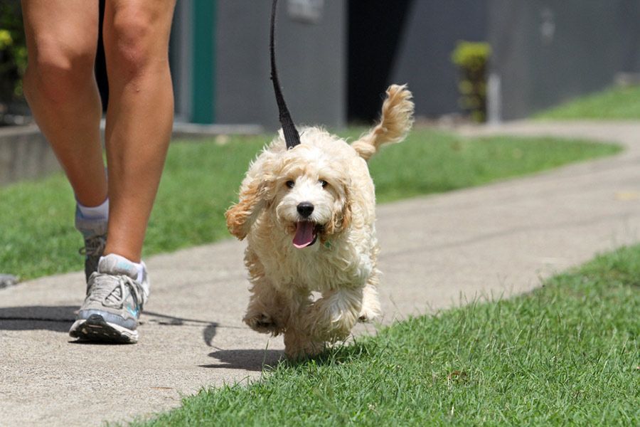 A Person is Walking a Small Dog on a Leash Down a Sidewalk — Palms Vets–Hermit Park in Hermit Park, QLD