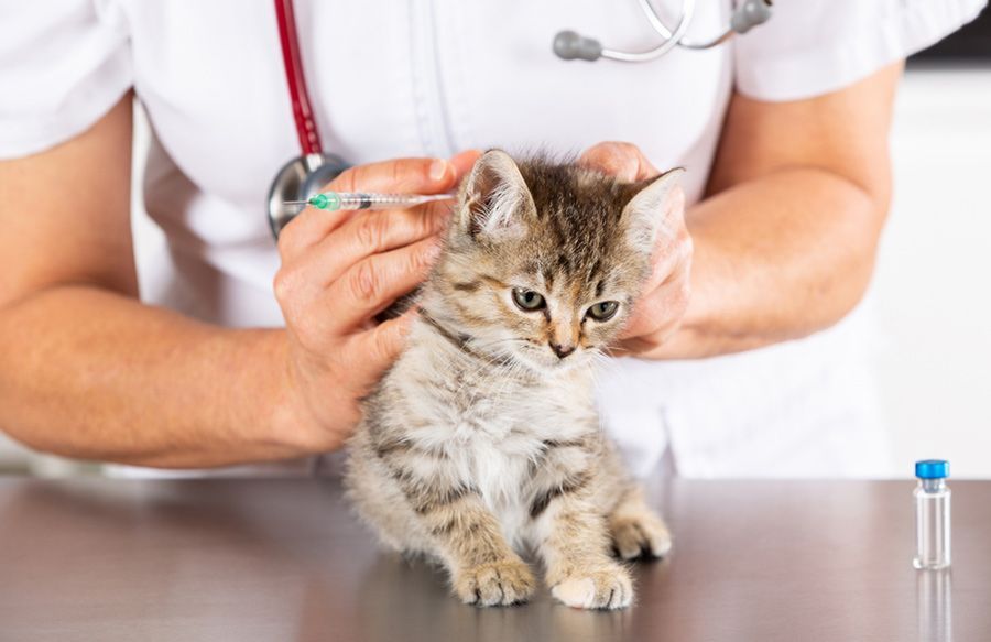 A Veterinarian is Giving a Kitten an Injection — Palms Vets–Hermit Park in Hermit Park, QLD