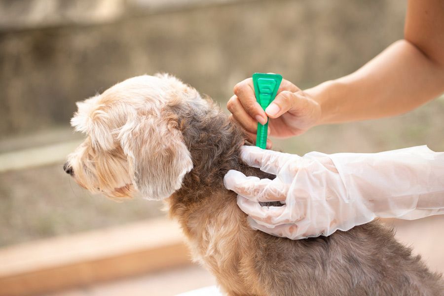 A Person is Applying a Flea Treatment to a Small Dog — Palms Vets–Hermit Park in Hermit Park, QLD