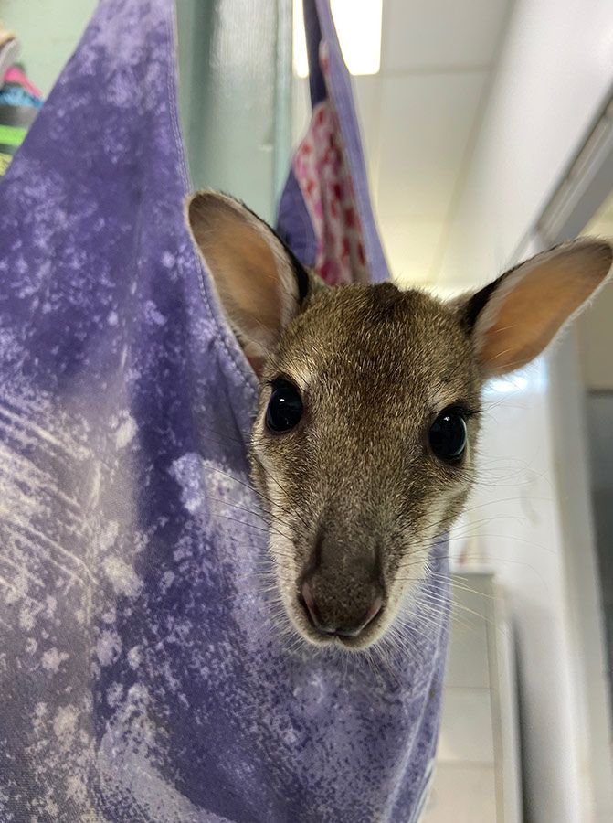 A Kangaroo is Hanging From a Purple Towel and Looking at the Camera — Palms Vets–Hermit Park in Hermit Park, QLD