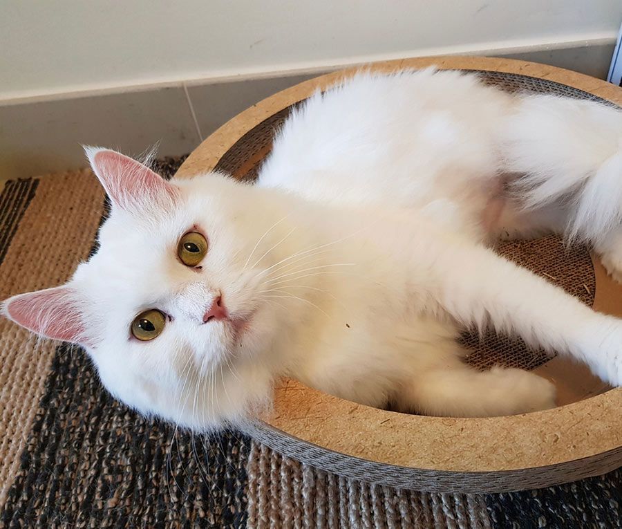 A White Cat is Laying on Its Back in a Wooden Bowl — Palms Vets–Hermit Park in Hermit Park, QLD