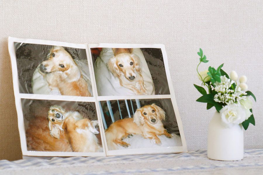 A Collage of Four Pictures of Dogs is Sitting on a Table Next to a Vase of Flowers — Palms Vets–Hermit Park in Hermit Park, QLD