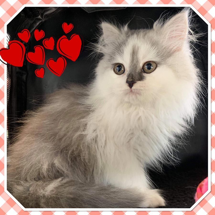 A Fluffy Grey and White Kitten With Red Hearts in the Background — Palms Vets–Hermit Park in Hermit Park, QLD