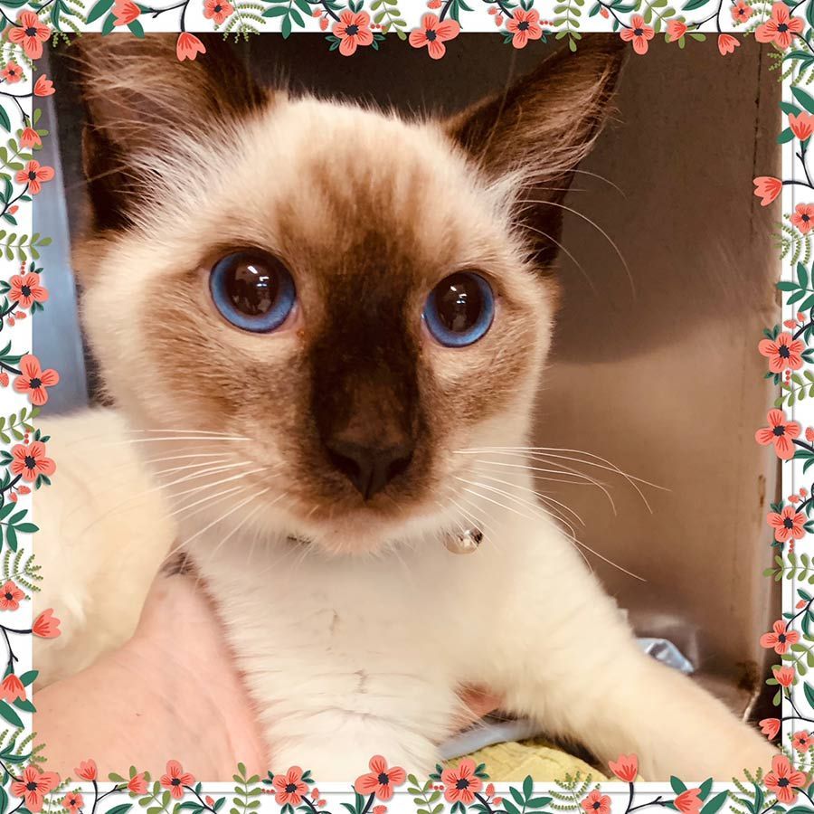 A Siamese Cat With Blue Eyes is Being Held by a Person — Palms Vets–Hermit Park in Hermit Park, QLD
