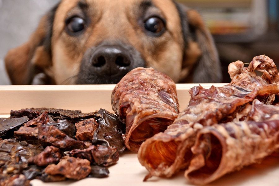 A Dog is Looking at a Tray of Dog Treats — Palms Vets–Hermit Park in Hermit Park, QLD