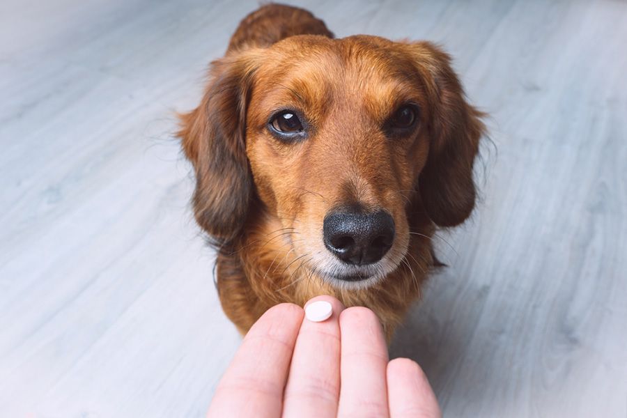 A Person is Putting a Flea Collar on a Small Dog — Palms Vets–Hermit Park in Hermit Park, QLD