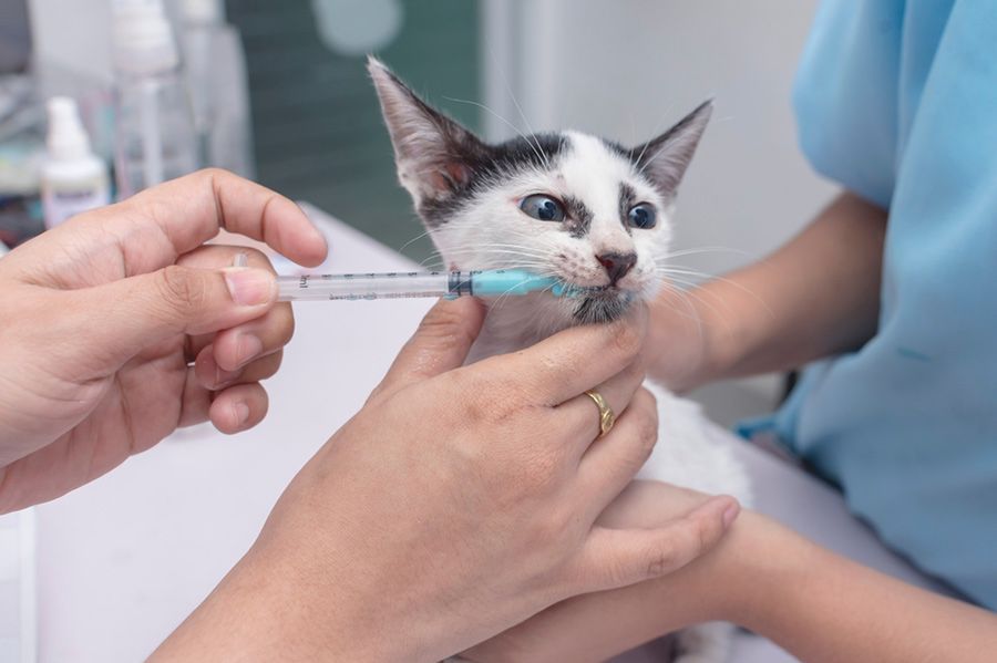 A Black and White Kitten is Getting an Injection From a Veterinarian — Palms Vets–Hermit Park in Hermit Park, QLD