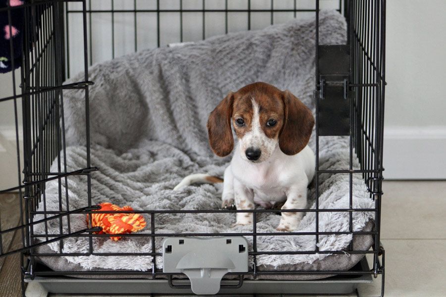 A Beagle Puppy is Sitting in a Cage on a Blanket — Palms Vets–Hermit Park in Hermit Park, QLD