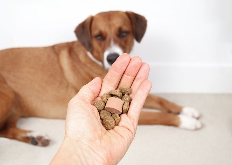 A Person is Holding a Handful of Dog Food in Front of a Brown Dog — Palms Vets–Hermit Park in Hermit Park, QLD