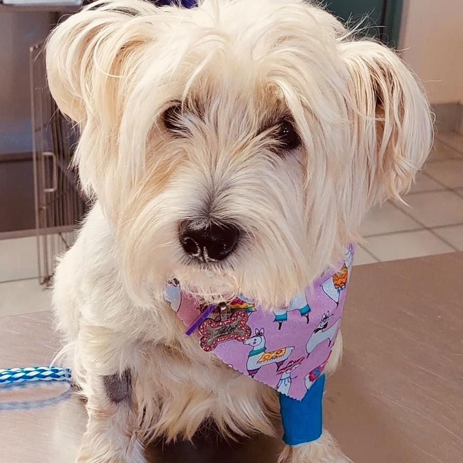 A Small White Dog Wearing a Pink Bandana Around Its Neck — Palms Vets–Hermit Park in Hermit Park, QLD