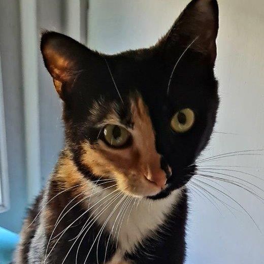 A Black and White Cat With Yellow Eyes is Looking at the Camera — Palms Vets–Hermit Park in Hermit Park, QLD