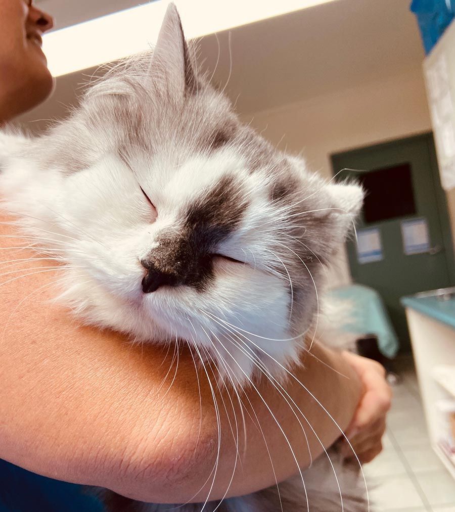 A Person is Holding a Sleeping Cat in Their Arms — Palms Vets–Hermit Park in Hermit Park, QLD