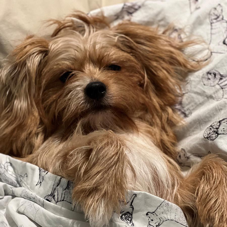 A Small Brown and White Dog is Laying on a Bed — Palms Vets–Hermit Park in Hermit Park, QLD
