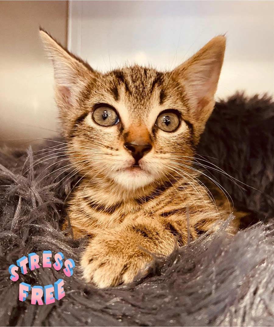 A Kitten is Laying on a Blanket and Looking at the Camera — Palms Vets–Hermit Park in Hermit Park, QLD