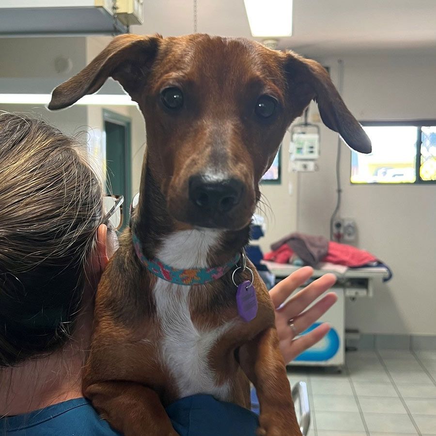 A Small White Dog Wearing a Pink Bandana Around Its Neck — Palms Vets–Hermit Park in Hermit Park, QLD
