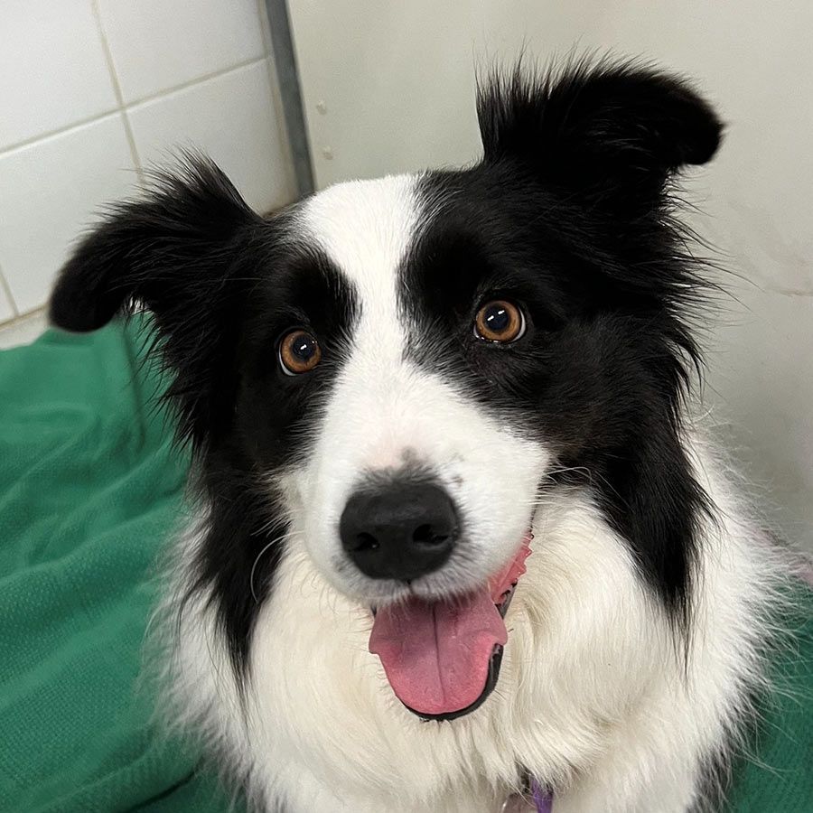 A Woman is Holding a Black and White Dog With a Bandage on Its Leg — Palms Vets–Hermit Park in Hermit Park, QLD