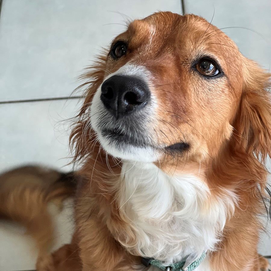 A Tan Brown and White Dog — Palms Vets–Hermit Park in Hermit Park, QLD