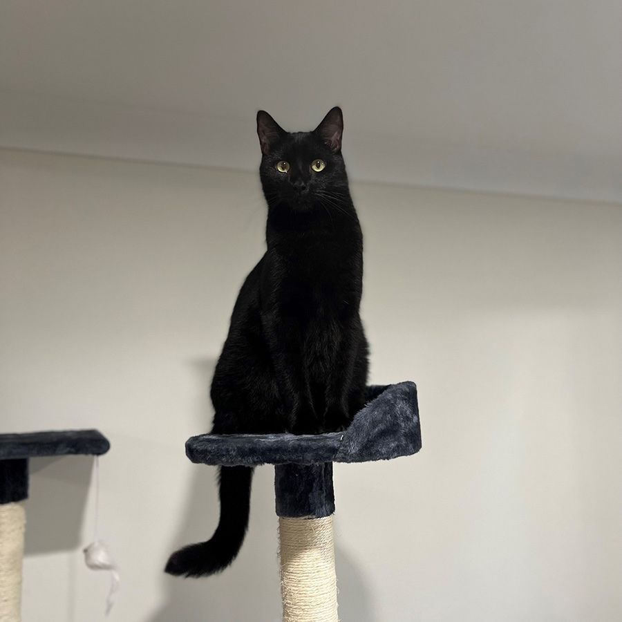 A Black Cat is Sitting on Top of a Cat Tree — Palms Vets–Hermit Park in Hermit Park, QLD