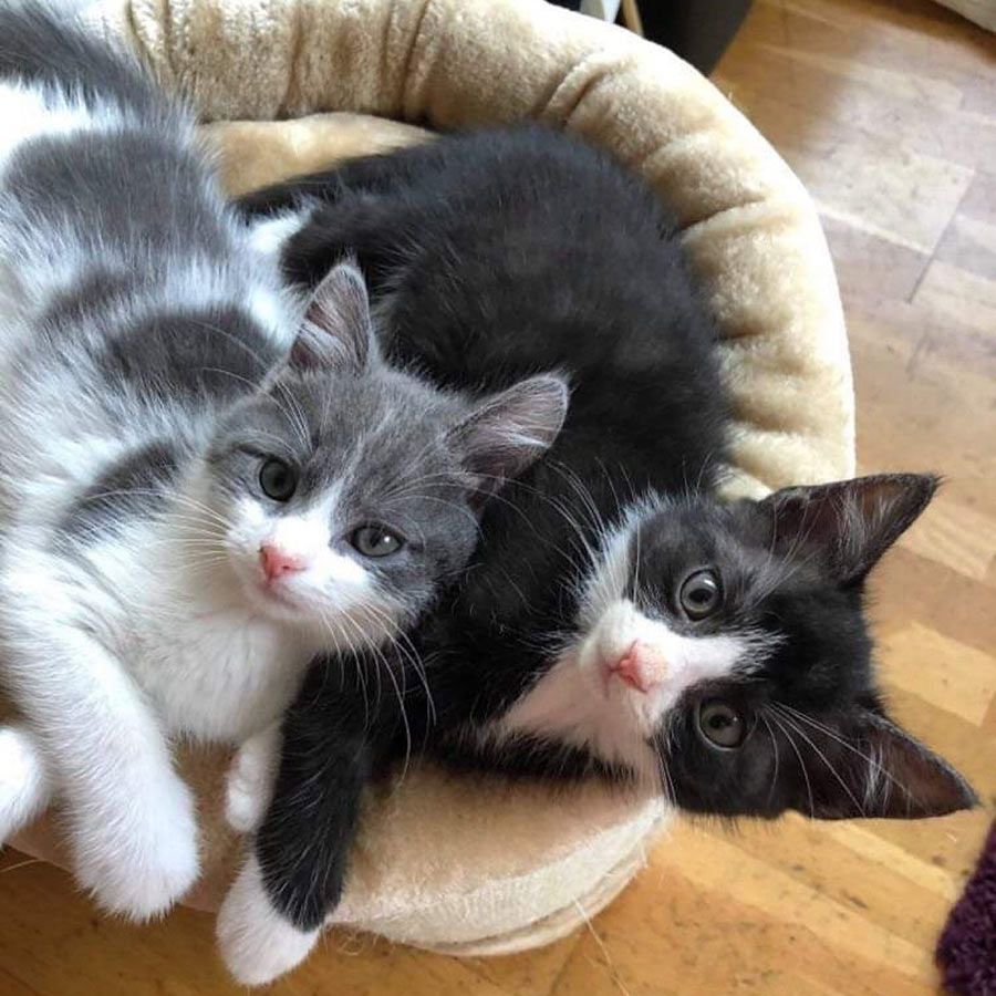 Two Black and White Kittens Are Laying Next to Each Other in a Cat Bed — Palms Vets–Hermit Park in Hermit Park, QLD