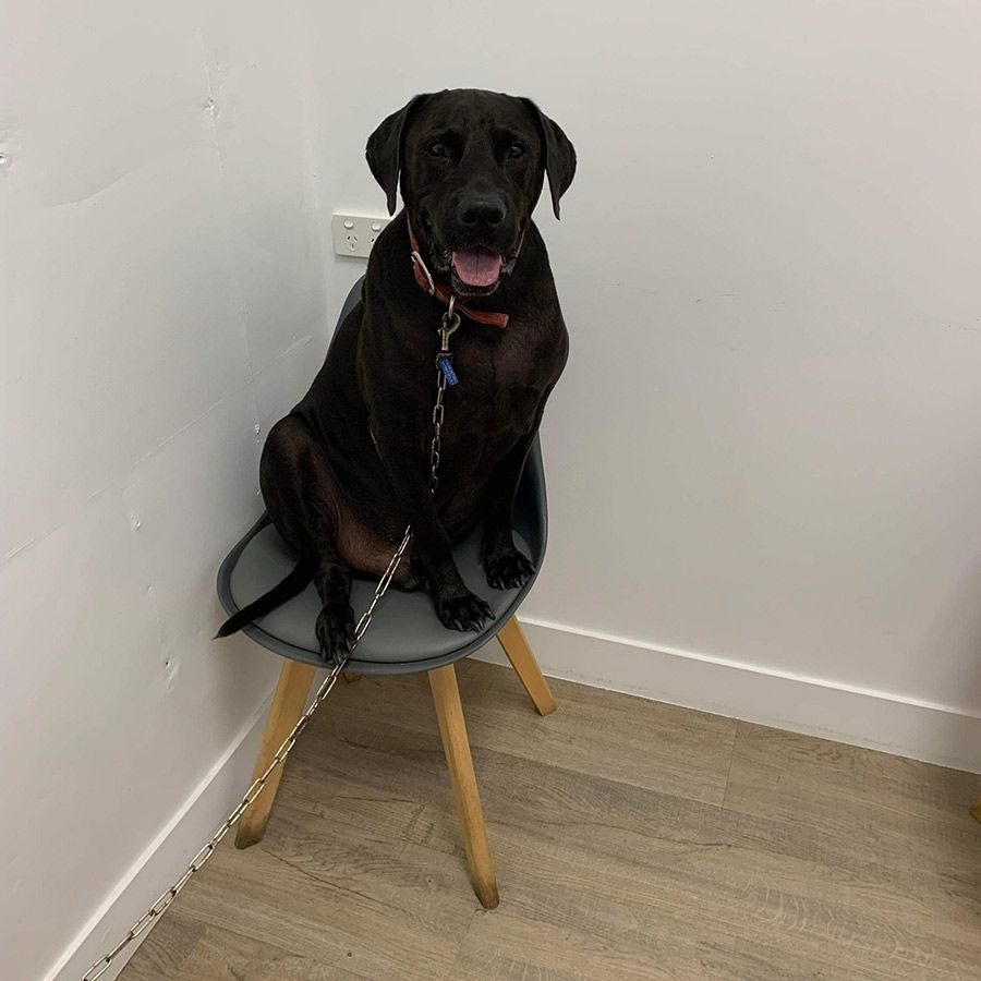 A Black Dog is Sitting on a Chair With a Chain Around Its Neck — Palms Vets–Hermit Park in Hermit Park, QLD