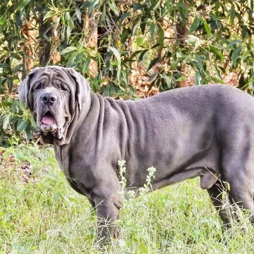 A Large Gray Dog is Standing in the Grass With Its Tongue Hanging Out — Palms Vets–Hermit Park in Hermit Park, QLD