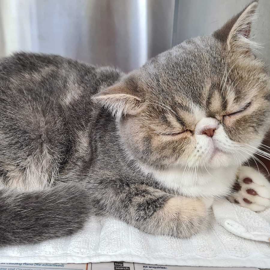 A Gray and White Cat is Sleeping on a White Towel — Palms Vets–Hermit Park in Hermit Park, QLD