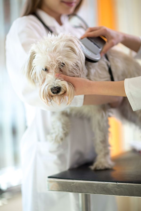 A Small White Dog is Being Examined by a Veterinarian — Palms Vets–Hermit Park in Hermit Park, QLD