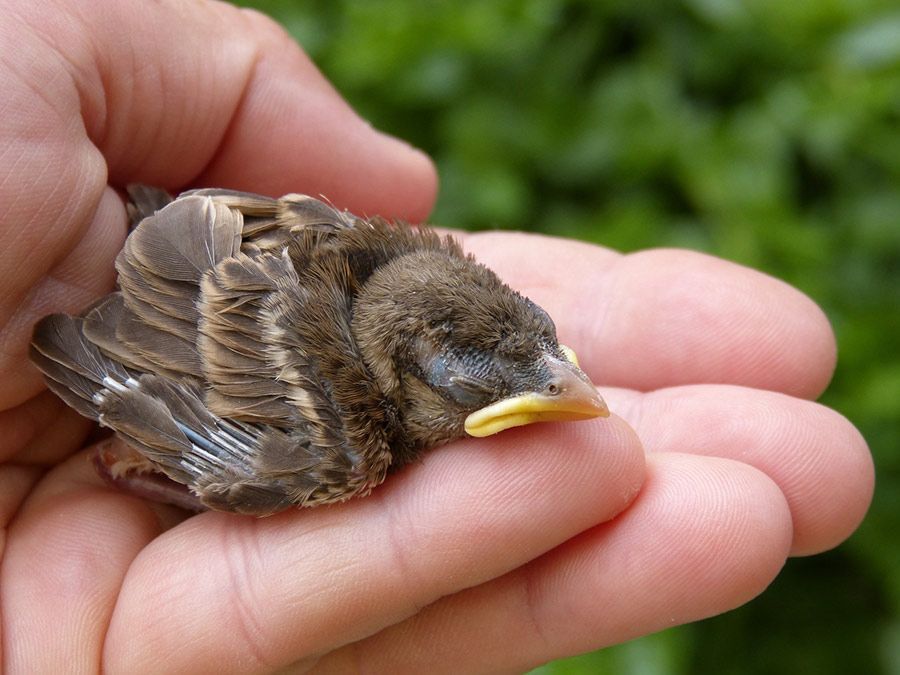 A Person is Holding a Small Bird in Their Hand — Palms Vets–Hermit Park in Hermit Park, QLD