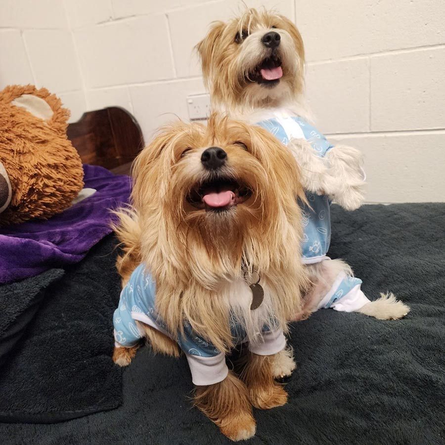 Two Dogs Wearing Matching Outfits Are Sitting on a Bed — Palms Vets–Hermit Park in Hermit Park, QLD