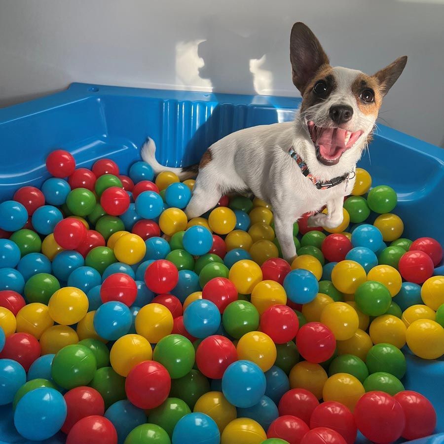 A Small Dog is Playing in a Pool of Colorful Balls — Palms Vets–Hermit Park in Hermit Park, QLD