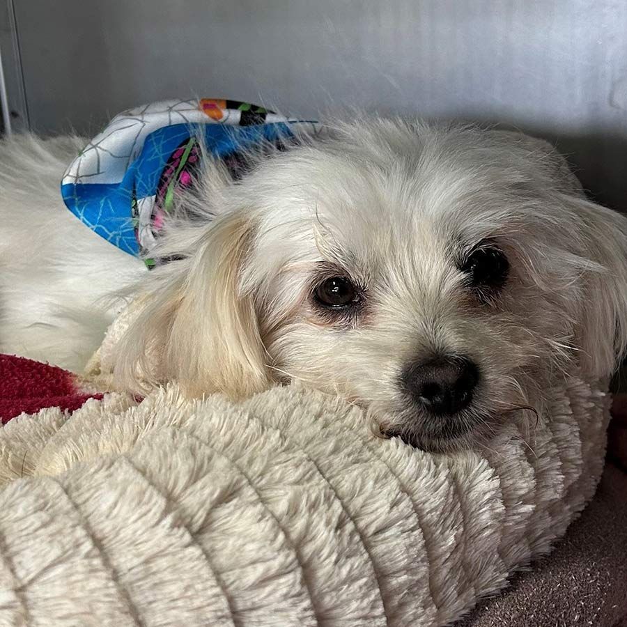 A Small White Dog is Laying on Top of a White Blanket — Palms Vets–Hermit Park in Hermit Park, QLD