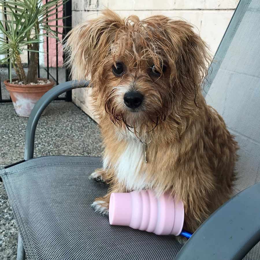 A Dog Sitting on a Chair With a Pink Cup on Its Lap — Palms Vets–Hermit Park in Hermit Park, QLD