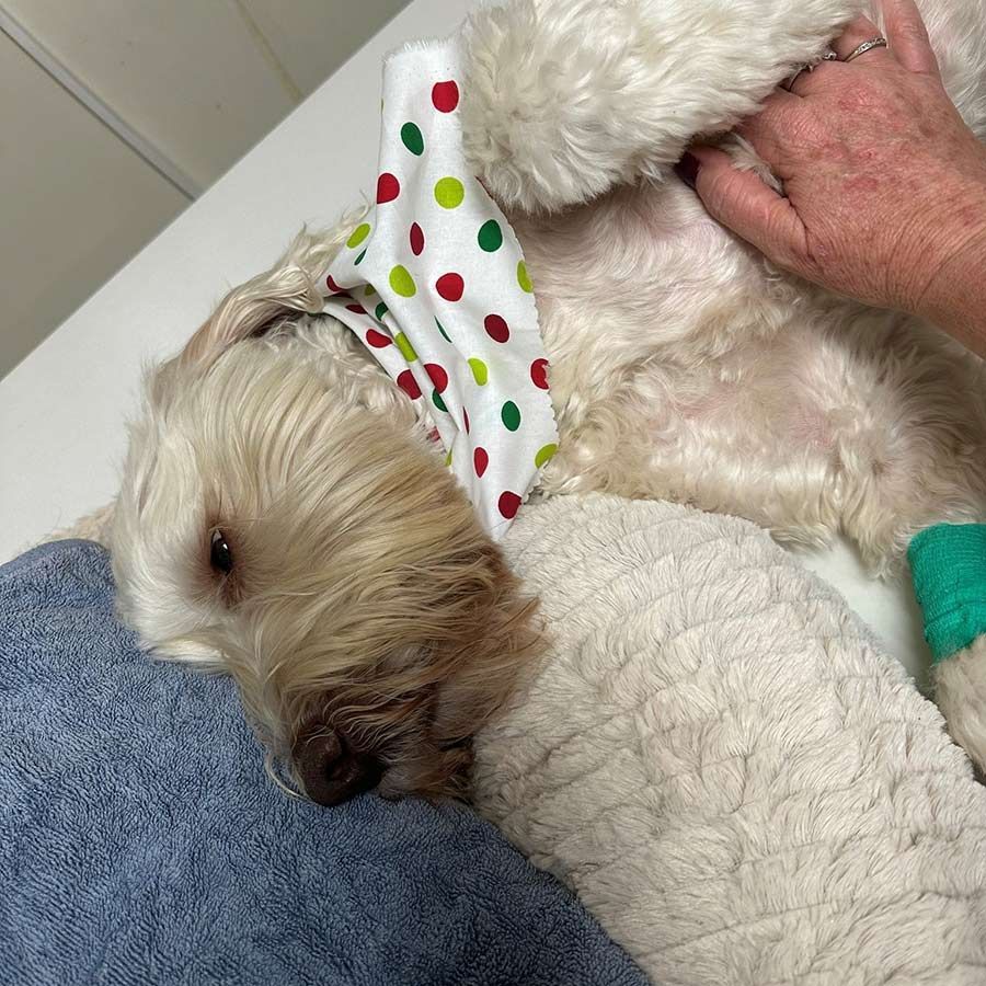 A Small White Dog Wearing a Polka Dot Headband — Palms Vets–Hermit Park in Hermit Park, QLD