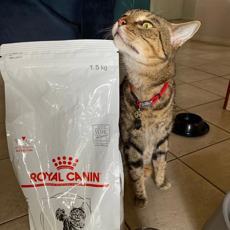 A Cat Standing Next to a Bag of Royal Canin Cat Food — Palms Vets–Hermit Park in Hermit Park, QLD