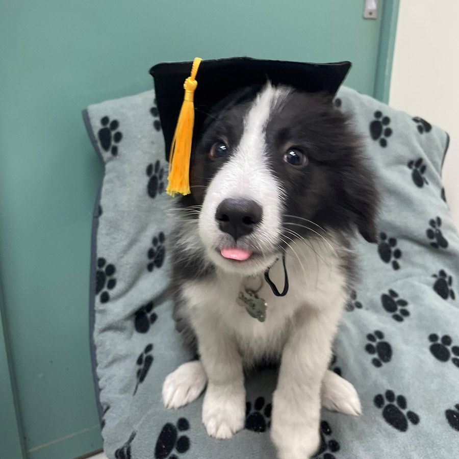 A Brown Dog Wearing a Graduation Cap and Tassel — Palms Vets–Hermit Park in Hermit Park, QLD