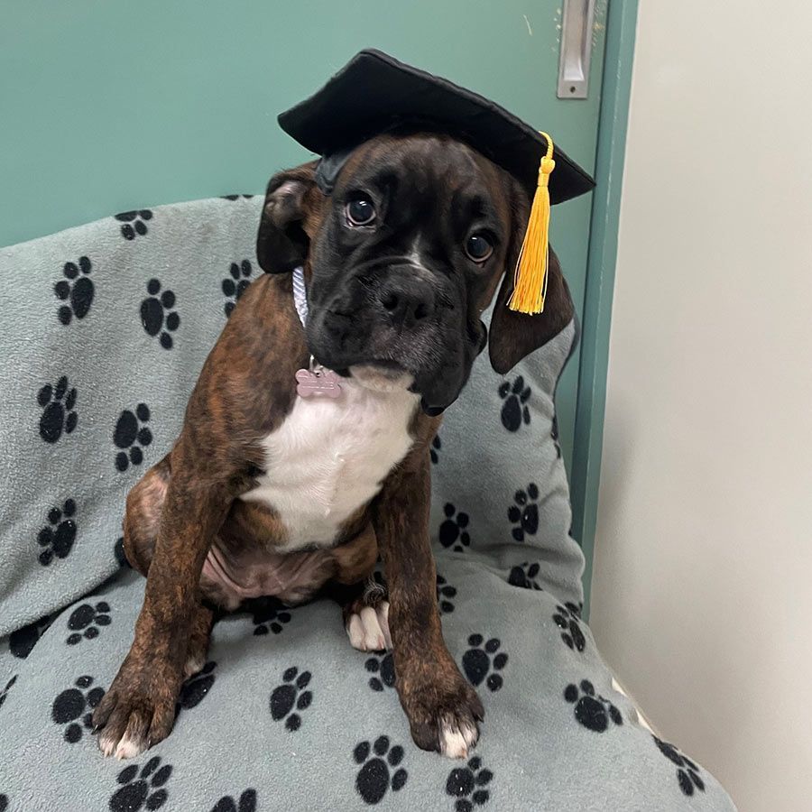 A Brown and White Dog Wearing a Graduation Cap — Palms Vets–Hermit Park in Hermit Park, QLD