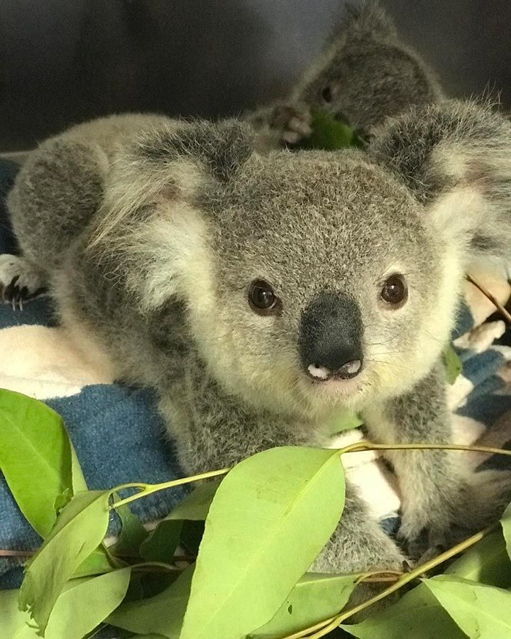 A Baby Koala Bear is Sitting on a Blanket Surrounded by Green Leaves — Palms Vets–Hermit Park in Hermit Park, QLD
