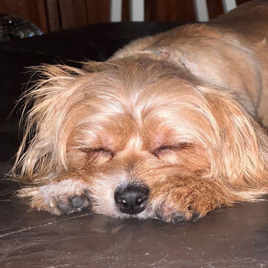 A Small Dog is Sleeping on a Couch With Its Eyes Closed — Palms Vets–Hermit Park in Hermit Park, QLD