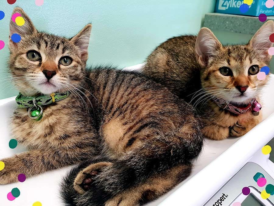 Two Kittens Laying on a Scale With a Kyle Box in the Background — Palms Vets–Hermit Park in Hermit Park, QLD