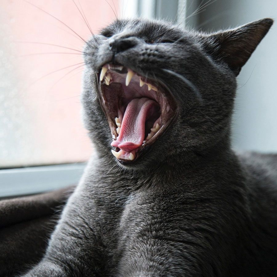 A Close Up of a Cat Yawning With Its Mouth Open — Palms Vets–Hermit Park in Hermit Park, QLD